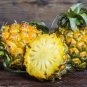 Pineapple 200 Seeds