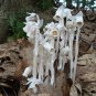 Monotropa Uniflora Indian Pipe Cheilotheca Humilis White Flowers 20 Seeds