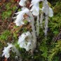 Monotropa Uniflora Indian Pipe Cheilotheca Humilis White Flowers 20 Seeds