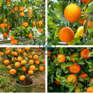 Mandarin Orange Dwarf Indoors Outdoors Fruit Tree 60 Seeds