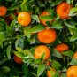 Mandarin Orange Dwarf Indoors Outdoors Fruit Tree 60 Seeds