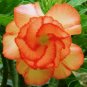 Rose Orange Adenium Desert Rose 4 Seeds