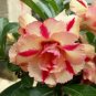 Rose Orange Adenium Desert Rose 4 Seeds
