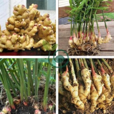 Perennial Ginger Vegetable Zingiber Officinale 200 Seeds
