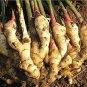 Perennial Ginger Vegetable Zingiber Officinale 200 Seeds