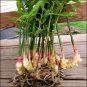 Perennial Ginger Vegetable Zingiber Officinale 200 Seeds
