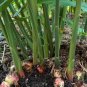Perennial Ginger Vegetable Zingiber Officinale 200 Seeds