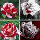 The Rarest White Blood Rose Plant Flower True 100 Seeds