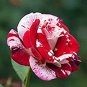 The Rarest White Blood Rose Plant Flower True 100 Seeds