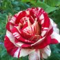 The Rarest White Blood Rose Plant Flower True 100 Seeds