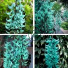 Rare Endangered Jade Vine 'Strongylodon Macrobotrys' Flower 20 Seeds