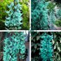 Rare Endangered Jade Vine 'Strongylodon Macrobotrys' Flower 20 Seeds