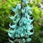 Rare Endangered Jade Vine 'Strongylodon Macrobotrys' Flower 20 Seeds
