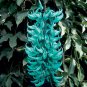 Rare Endangered Jade Vine 'Strongylodon Macrobotrys' Flower 20 Seeds