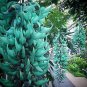 Rare Endangered Jade Vine 'Strongylodon Macrobotrys' Flower 20 Seeds