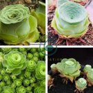 giant mountain rose Greenovia Guarimiar 20 Seeds