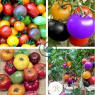 Rainbow Tomato 200 Seeds