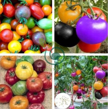 Rainbow Tomato 200 Seeds