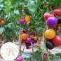 Rainbow Tomato 200 Seeds