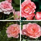 Rare Dark Pink Cupped Flat Double Bloom Rose Shrub Flower 100 Seeds