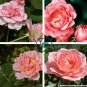 Rare Dark Pink Cupped Flat Double Bloom Rose Shrub Flower 100 Seeds