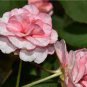 Rare Dark Pink Cupped Flat Double Bloom Rose Shrub Flower 100 Seeds