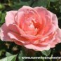 Rare Dark Pink Cupped Flat Double Bloom Rose Shrub Flower 100 Seeds