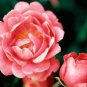 Rare Dark Pink Cupped Flat Double Bloom Rose Shrub Flower 100 Seeds