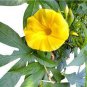 Japanese Takii Yellow Morning Glory Garden Climbing Flower 100 Seeds