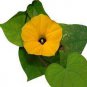 Japanese Takii Yellow Morning Glory Garden Climbing Flower 100 Seeds