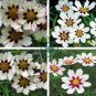Star Cluster Perennial White Purple Coreopsis Flower 40 Seeds