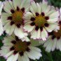 Star Cluster Perennial White Purple Coreopsis Flower 40 Seeds
