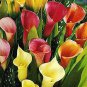 Rare Heirloom Bonsai Different Types of Calla Lily Flower 100 Seeds