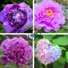 Heirloom Big-leaf Hydrangea Purple Peony Tree Flowers 10 Seeds