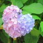 Heirloom Big-leaf Hydrangea Purple Peony Tree Flowers 10 Seeds