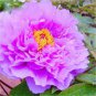 Heirloom Big-leaf Hydrangea Purple Peony Tree Flowers 10 Seeds