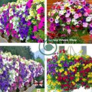 Petunia Hanging Rare 400 Seeds