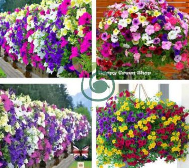 Petunia Hanging Rare 400 Seeds