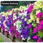 Petunia Hanging Rare 400 Seeds