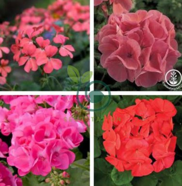 Geranium Bright & Coral-orange Flowers 20 Seeds