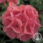 Geranium Bright & Coral-orange Flowers 20 Seeds
