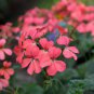Geranium Bright & Coral-orange Flowers 20 Seeds