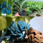 Dwarf Banana 200 Seeds
