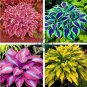 Hosta Plants Perennials Plantain Flower Bonsai Rare Lily Flower  400 Seeds