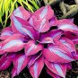 Hosta Plants Perennials Plantain Flower Bonsai Rare Lily Flower  400 Seeds