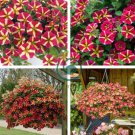 Petunia 'Amore Queen of Hearts' 400 Seeds