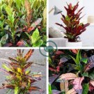 Patio Codiaeum Variegatum 200 Seeds