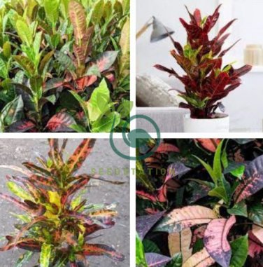 Patio Codiaeum Variegatum 200 Seeds