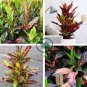 Patio Codiaeum Variegatum 200 Seeds