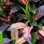 Patio Codiaeum Variegatum 200 Seeds